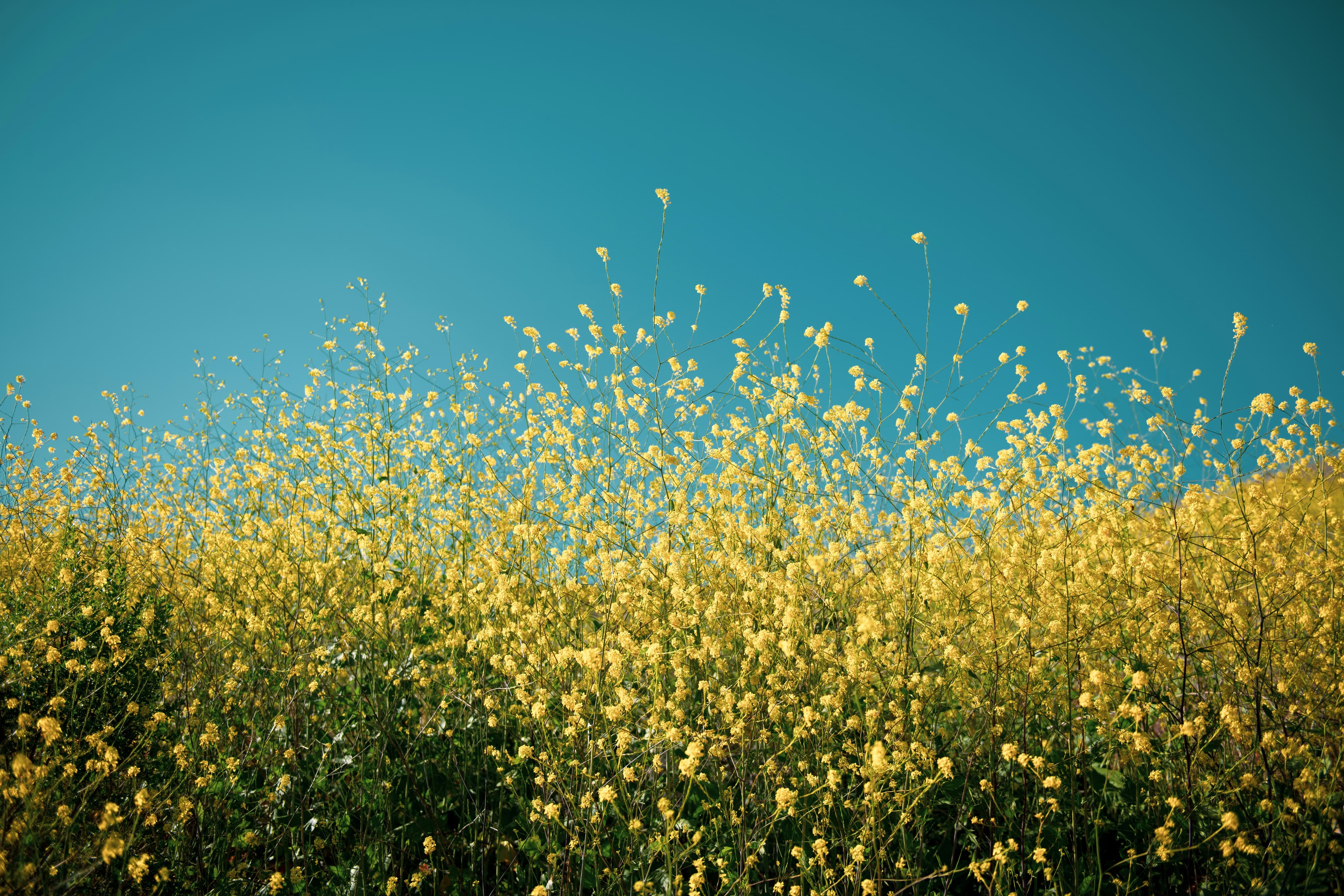 Blumenwiese